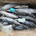 Taiwan pacific mackerel, chub mackerel seafrozen, blue mackerel
